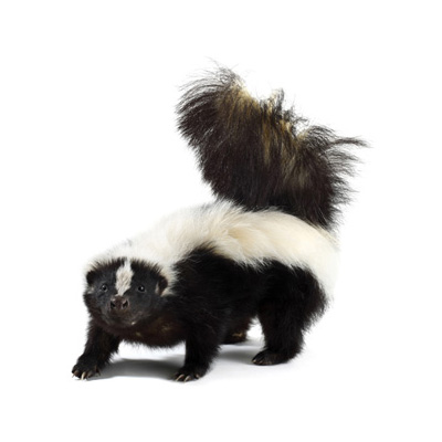 Horizontal Skunk